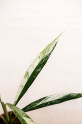 Rhaphidophora megasperma sp. Borneo variegata